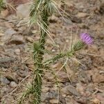 Carduus chevallieri Plante entière