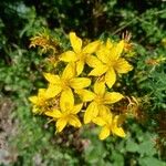 Hypericum perforatumFlower