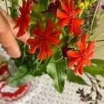 Silene chalcedonica Flower