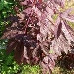 Hibiscus acetosellaFeuille