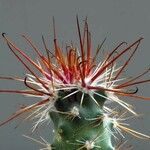 Sclerocactus parviflorus Deilen