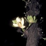 Guatteria scandens Blomst