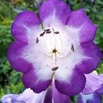 Penstemon hartwegii Flower