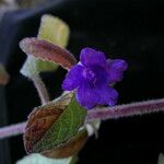 Strobilanthes tomentosa Hábito