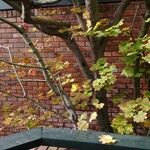 Acer circinatum Levél