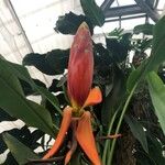 Musa beccarii Flower