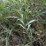 Centaurea decipiens Leaf