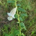 Ceratotheca sesamoides Flor