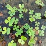 Marsilea quadrifolia Blatt