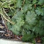 Geranium argenteum Blad