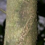 Casearia coronata 樹皮