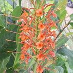 Hedychium coccineum Kwiat