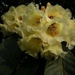 Rhododendron macabeanum Çiçek