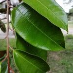 Chrysophyllum cainito Hoja