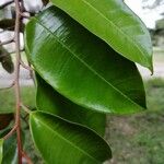 Chrysophyllum cainito Leaf