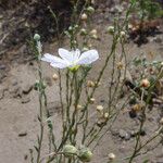 Linum lewisii Habit