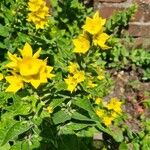 Lysimachia punctataFlower