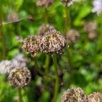 Globularia meridionalis Fruit