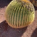 Ferocactus cylindraceus Foglia