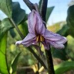 Solanum melongena Λουλούδι