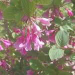 Weigela praecox Blomst