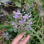 Cornutia pyramidata Flower