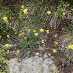 Coincya monensis Habit
