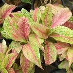 Aglaonema commutatum Leaf