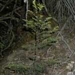 Nothofagus betuloides Bark