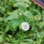 Melanthera nivea Flower