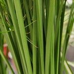 Cyperus haspan Rinde