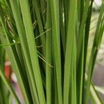 Cyperus haspan പുറംതൊലി