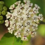 Asclepias variegata Flor