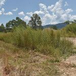 Themeda quadrivalvis Συνήθη χαρακτηριστικά