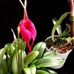 Masdevallia veitchiana 花