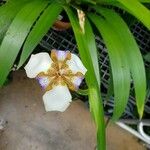 Neomarica northiana Flor