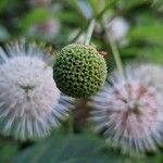 Cephalanthus occidentalis Fruit