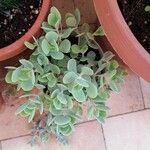 Kalanchoe marnieriana Folha