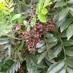 Zanthoxylum rhoifolium Fruit