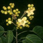 Huberodendron