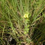 Alectra sessiliflora Flor