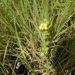 Alectra sessiliflora Flors