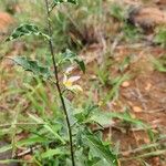 Solanum hastifolium Цвят