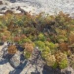 Crithmum maritimum Habitus