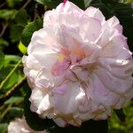 Rosa × centifolia 花