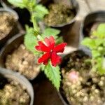 Verbena peruviana Λουλούδι