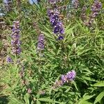 Vitex agnus-castusBlomma