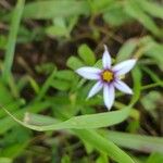 Sisyrinchium rosulatum Цветок