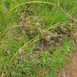 Themeda triandra Blüte