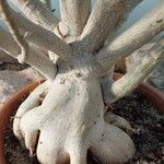 Adenium multiflorum Bark